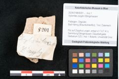 Foto (Objekt + Etikett) von Xylomites zizyphi Ettingshausen (NHMW-GEO-2024-0188-8201)